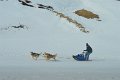 Dog sledding (03)